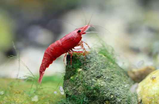 How to Care for Caridina Shrimp: Tank Setup & Maintenance Tips