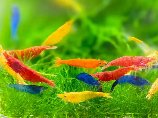 Are Neocaridina Shrimp Easy to Keep for Beginners in Aquatics?