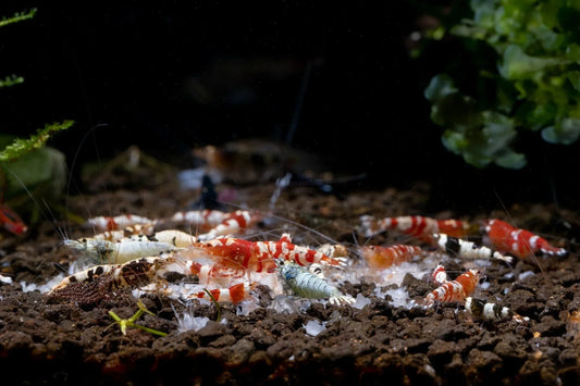 Why Caridina Shrimp Are the Crown Jewel of Freshwater Aquascaping