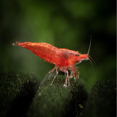 Why Live Shrimp Are a Must-Have for Your Aquarium: Top Reasons to Buy Today