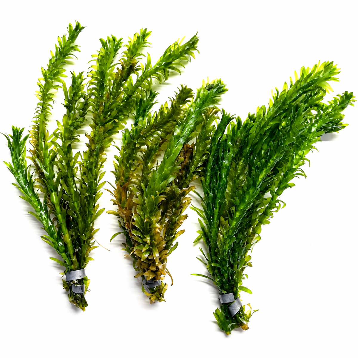 Anacharis live aquarium plant bunches with dense green stems and narrow leaves on a clean white background