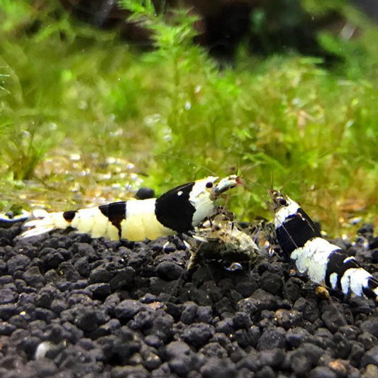 Crystal Black Shrimp