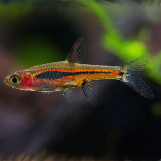 Chili Rasboras / Boraras brigittae "NEW"