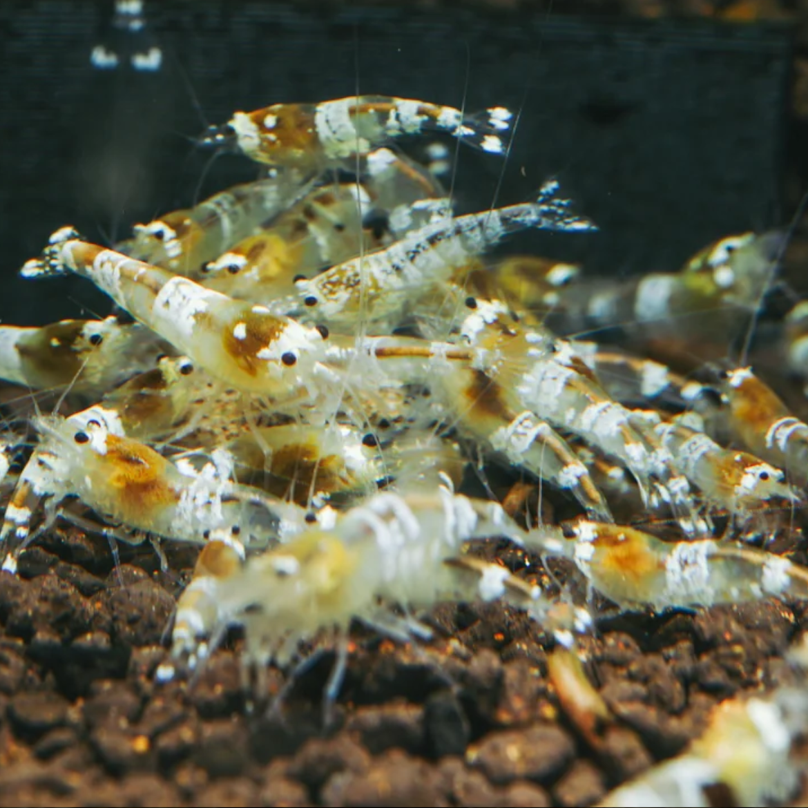 Crystal White Shrimp "NEW"