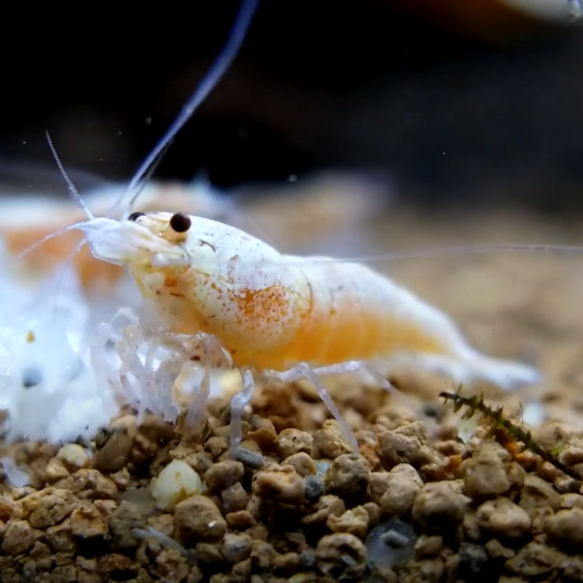 Golden Bee Shrimp "NEW"