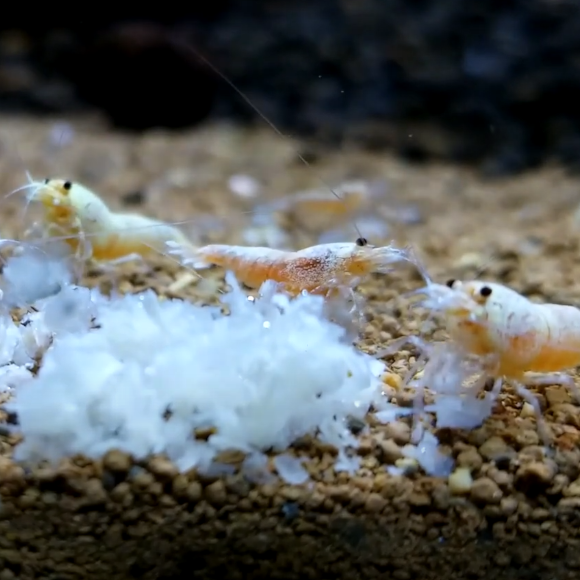 Golden Bee Shrimp "NEW"