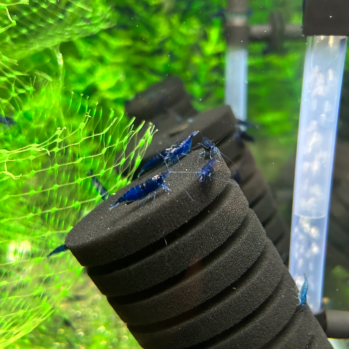 Neocaridina Blue Dream