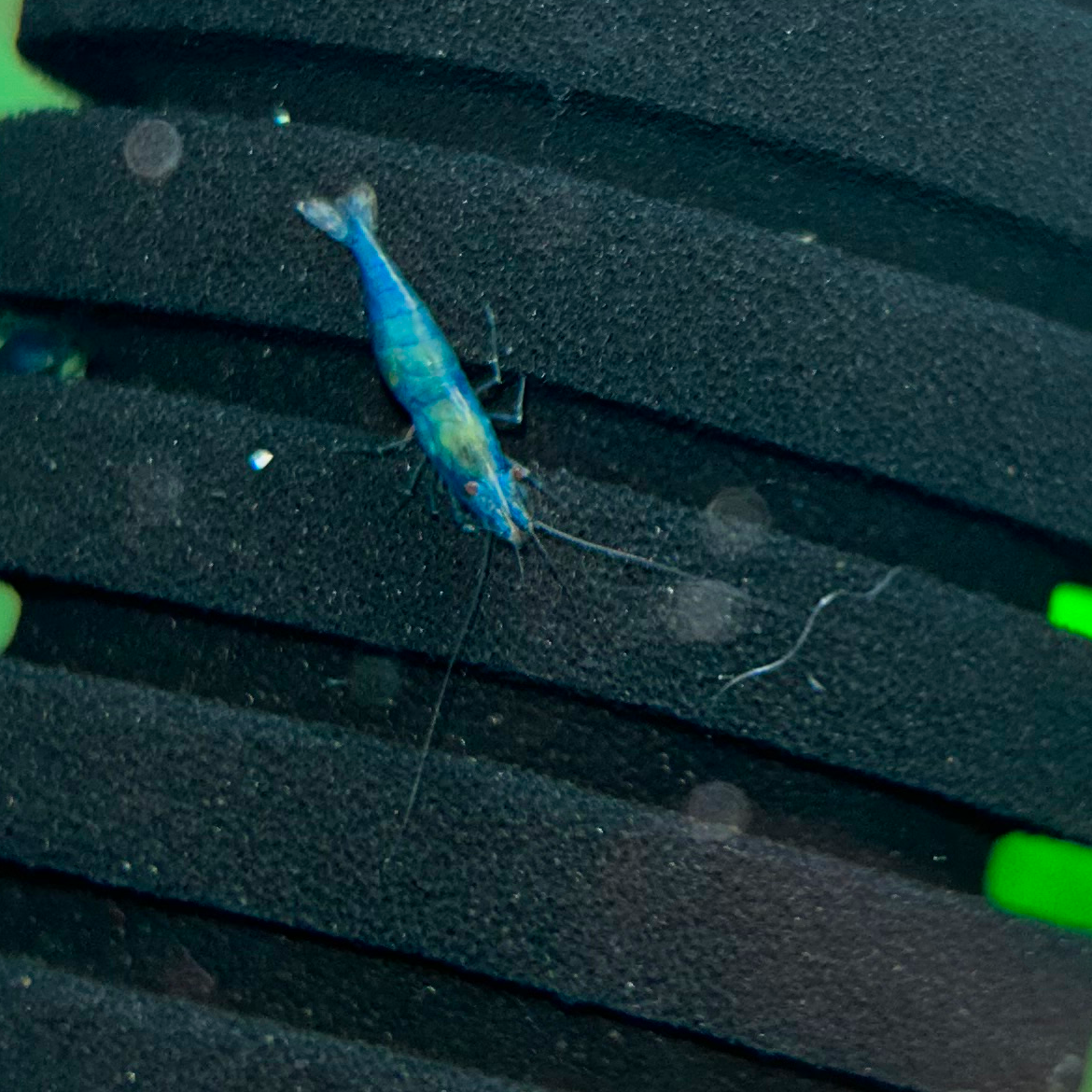 Blue Velvet Shrimp