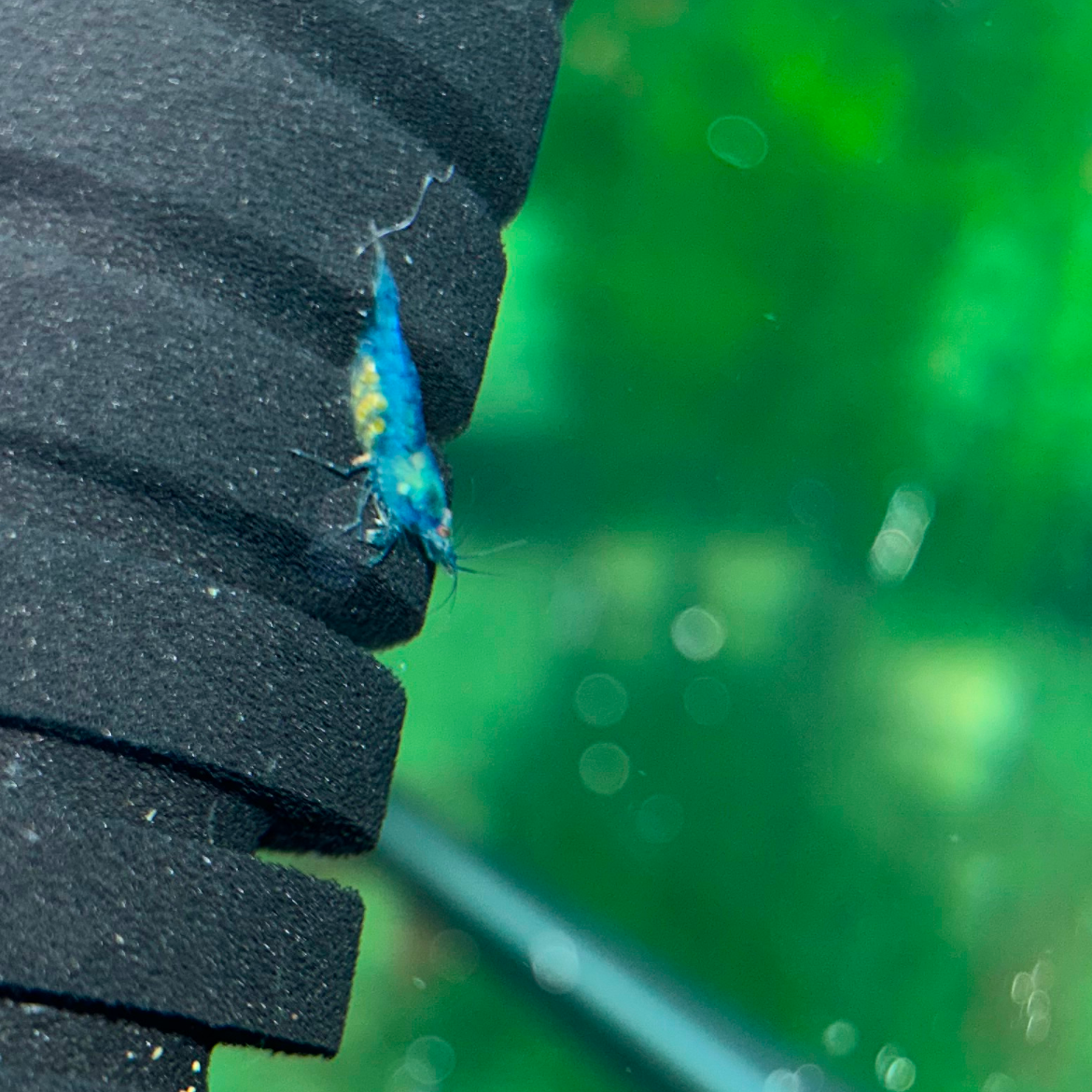 Blue Velvet Shrimp