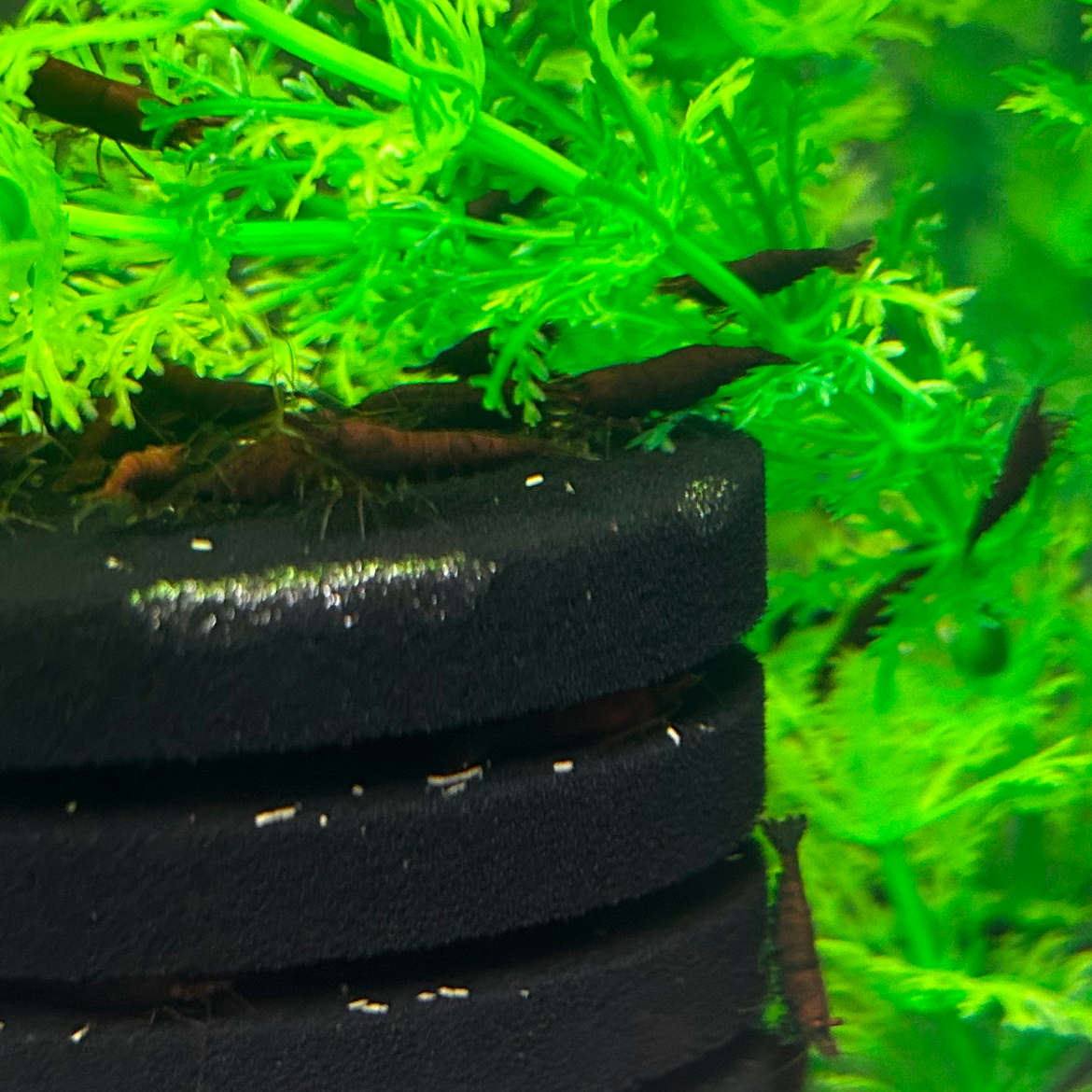 Chocolate Shrimp