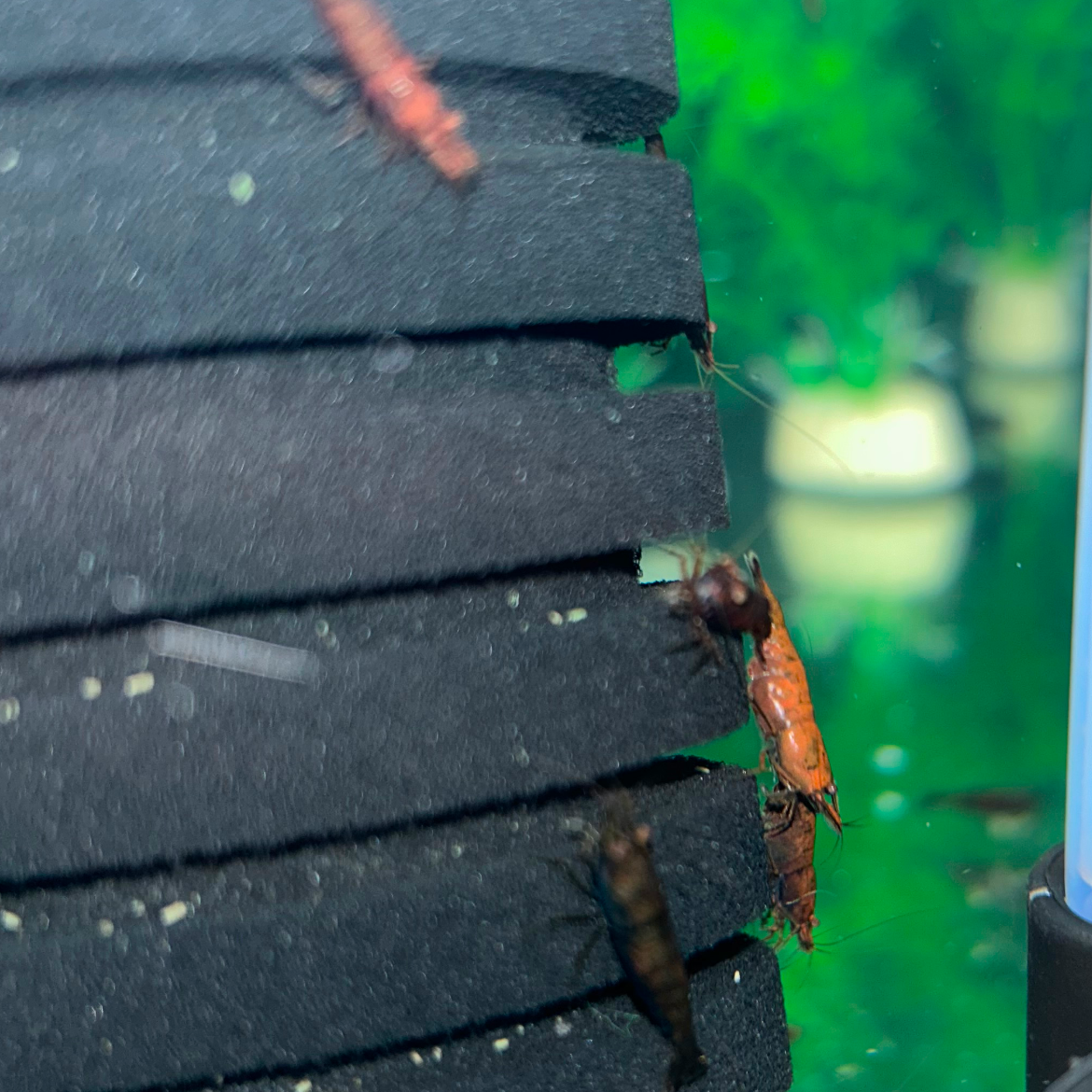 Chocolate Neocaridina Shrimps