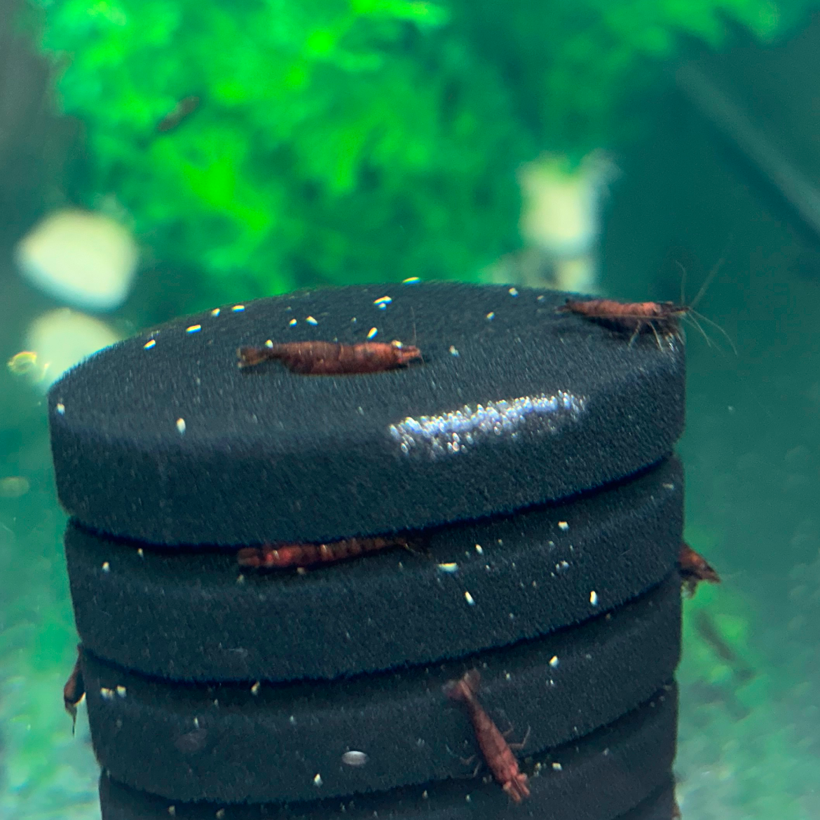 Shrimp Up Aquatics!