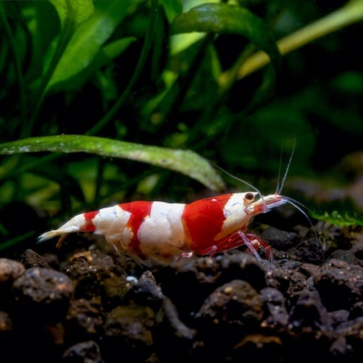 Crystal Red Shrimp