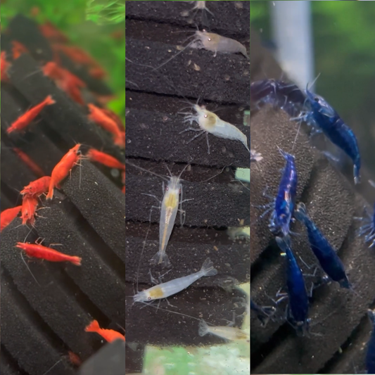 Fourth of July Shrimp Pack