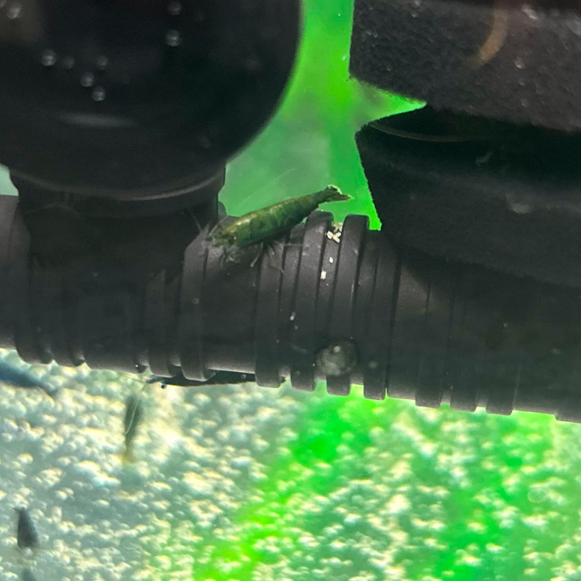 Green Jade Neocaridina Shrimps