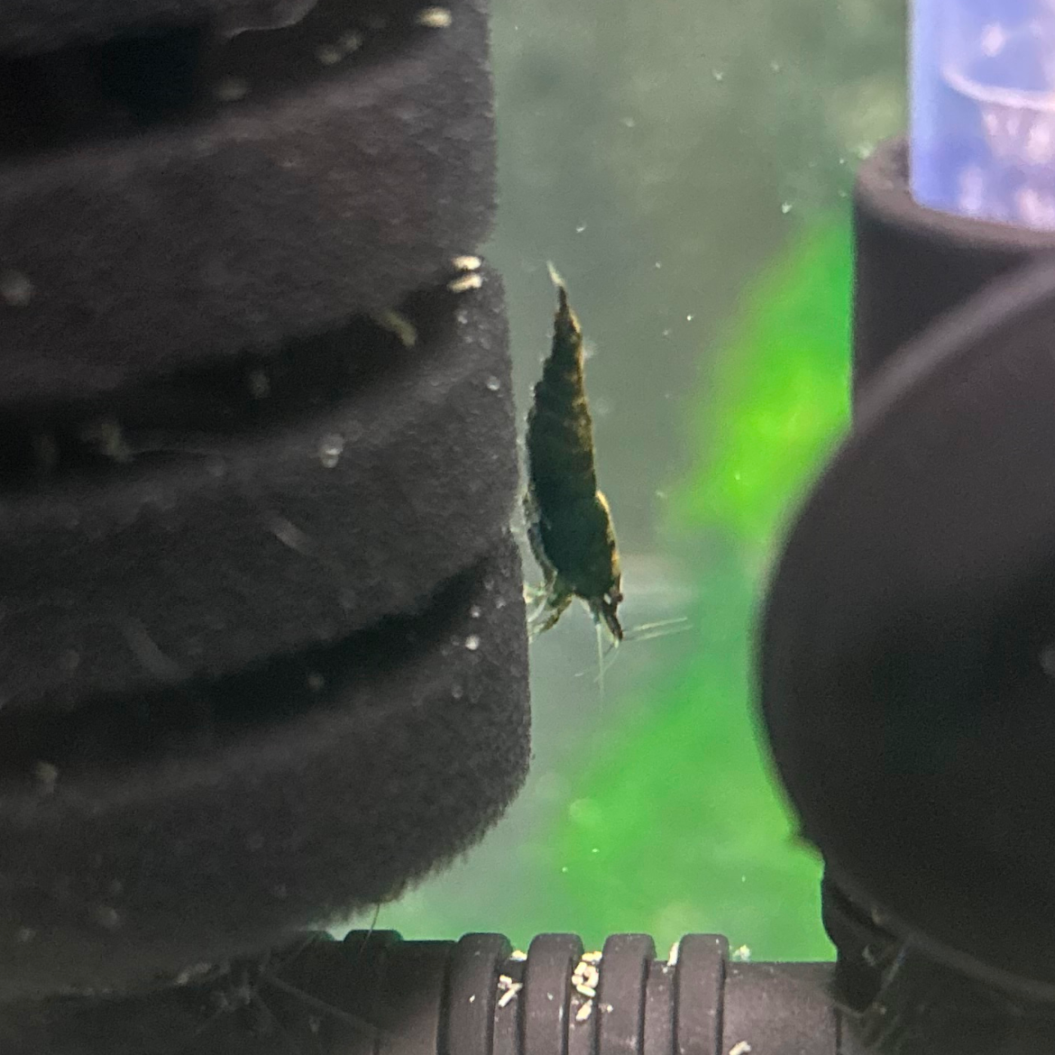 Green Jade Shrimp For Sale