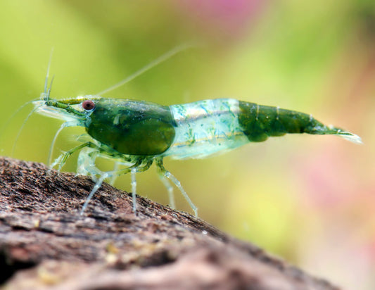 Green Rili Neocaridina Shrimp