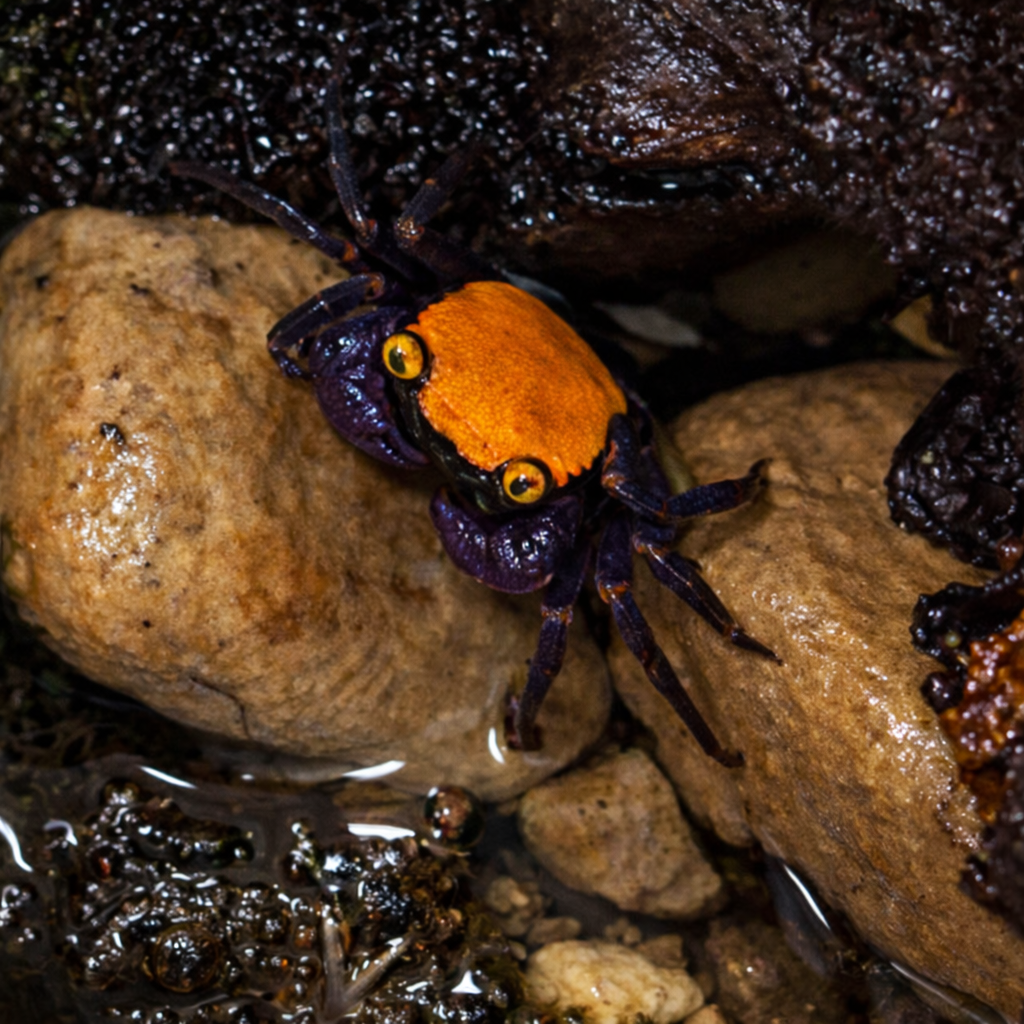 Halloween Vampire Crab (Geosesarma bicolor)