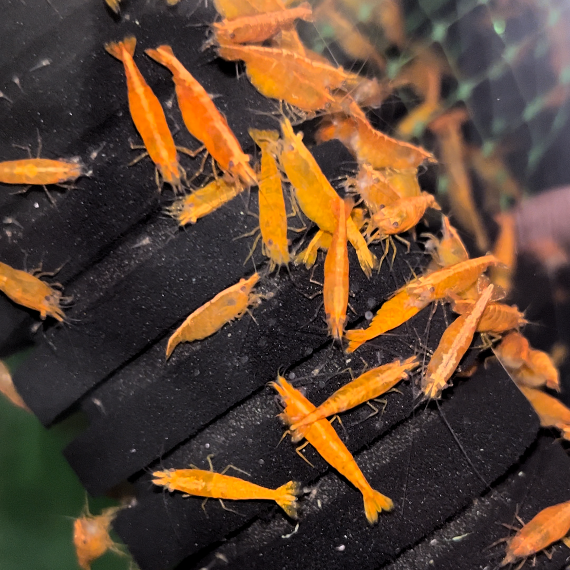 Orange Sunkist Shrimp