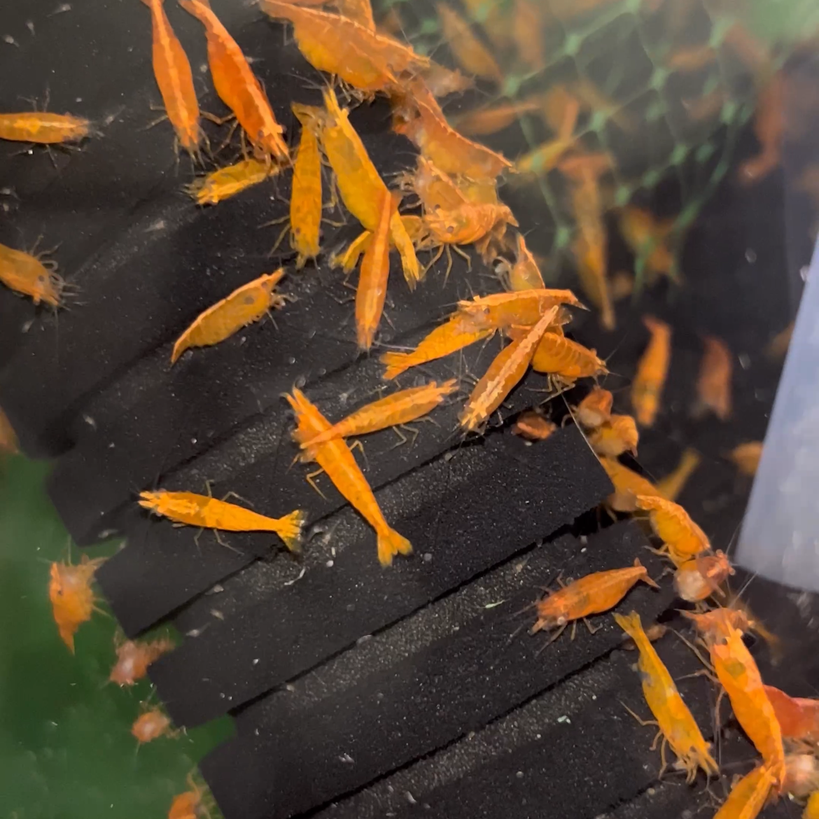 vibrant Sunkist Orange Shrimp