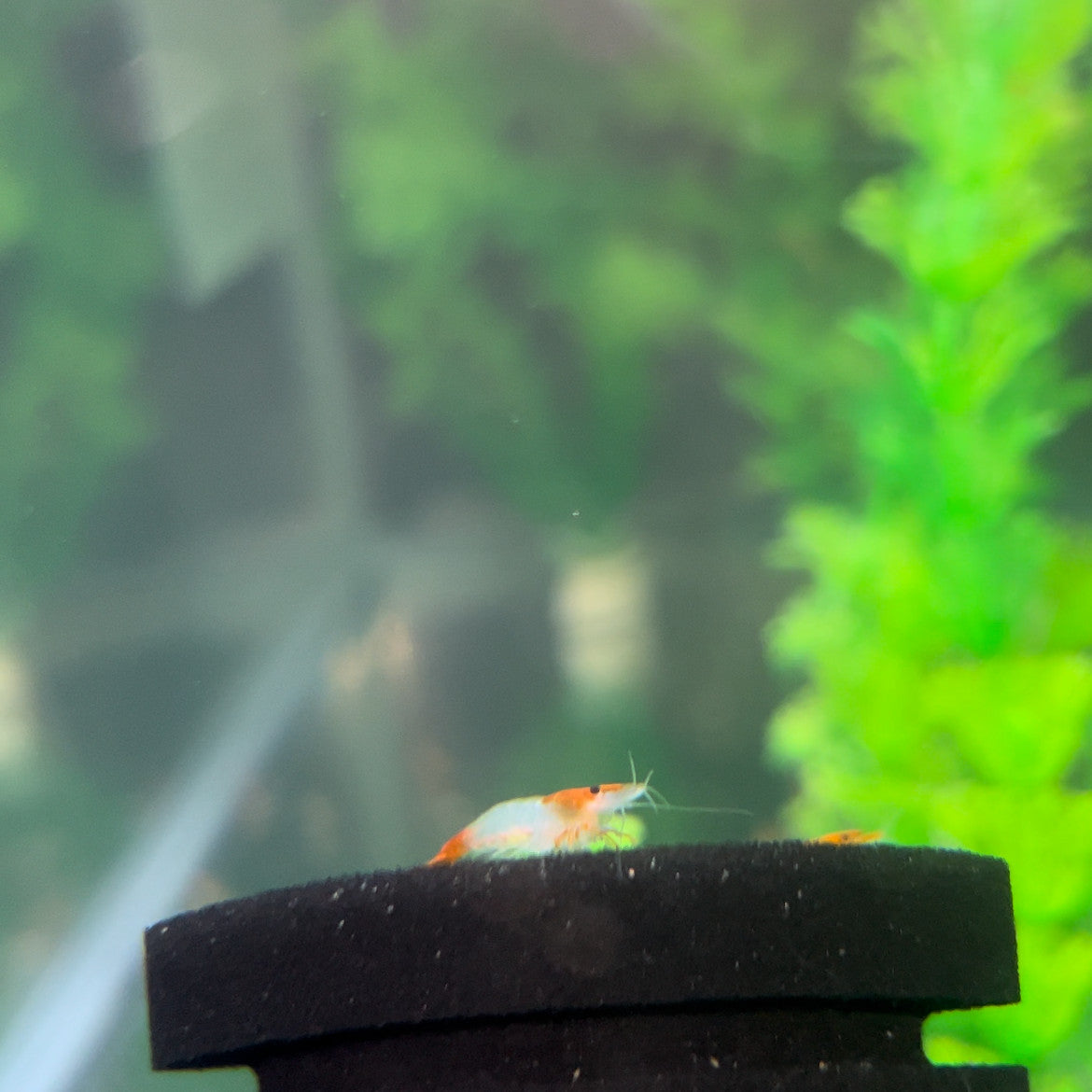 Orange Rili Shrimp