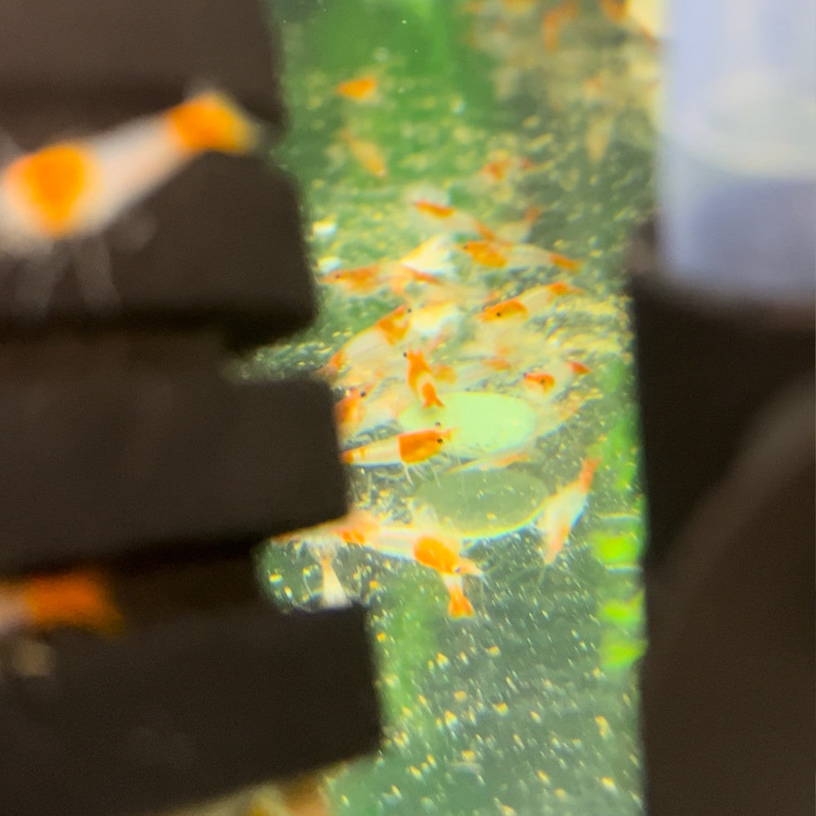 Orange Rili Shrimp