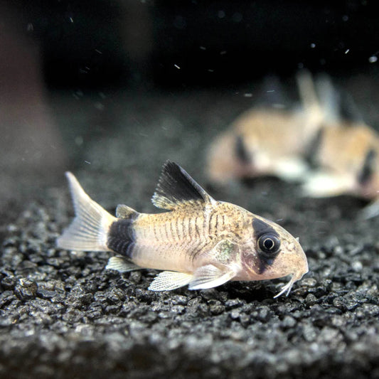 Panda Corydoras Catfish