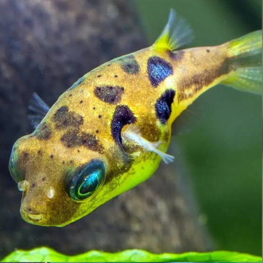 Dwarf Pea Puffer (Carinotetraodon travancoricus), Tank-Bred