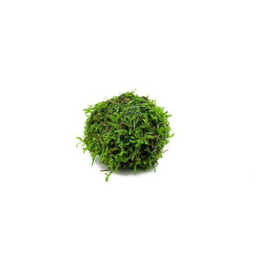 Christmas Moss Golf Ball Size