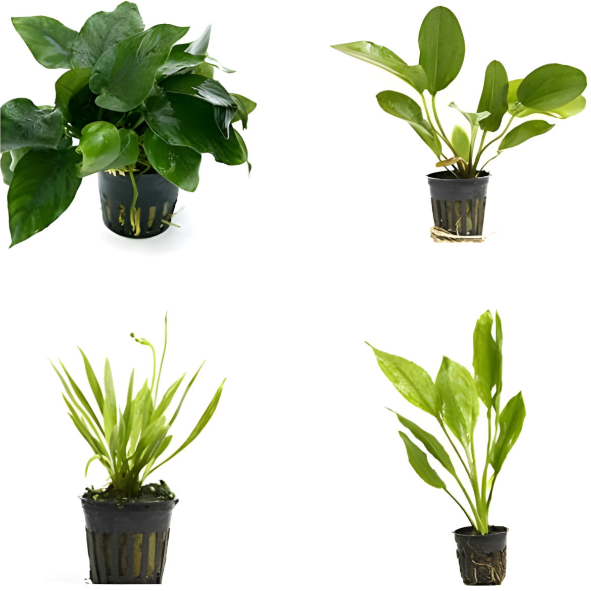 4-Potted Aquarium Plant Bundle