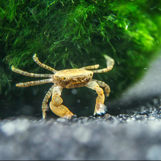 Freshwater Pom Pom Crab (Ptychognathus barbatus)