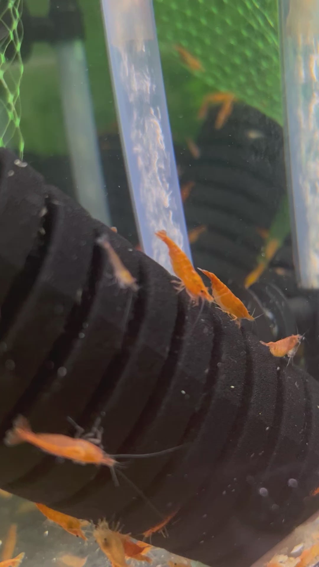 Orange Pumpkin Shrimp