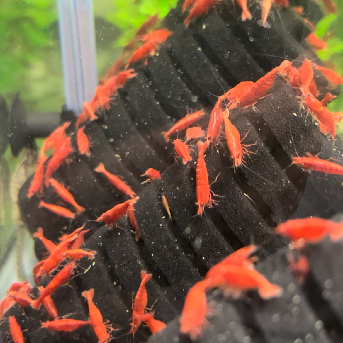 Red Cherry Neocardina Shrimp