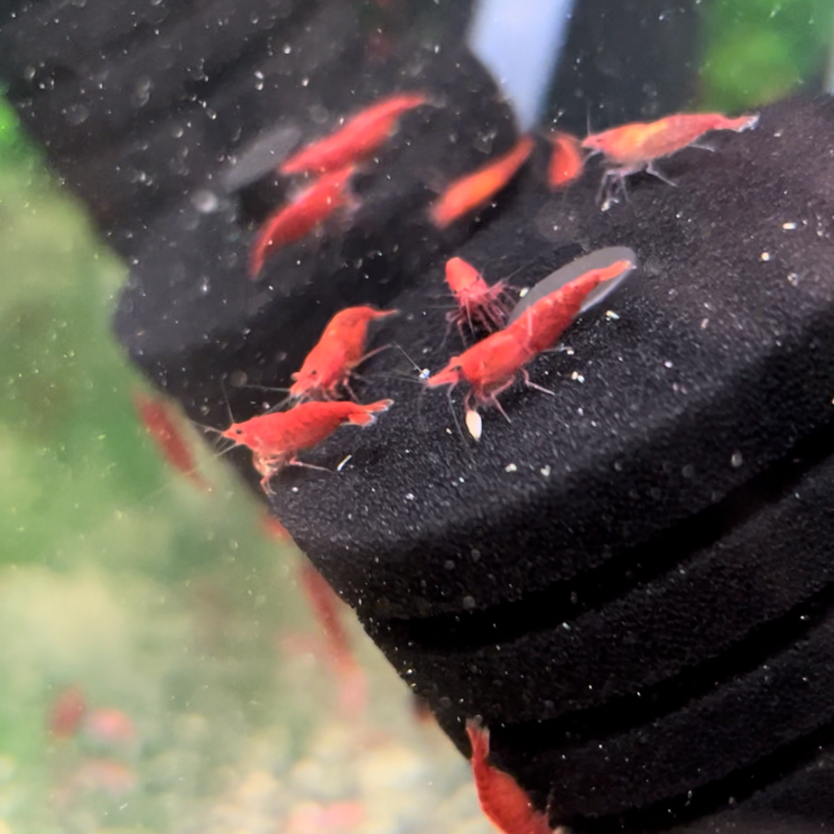 Red Cherry Shrimp