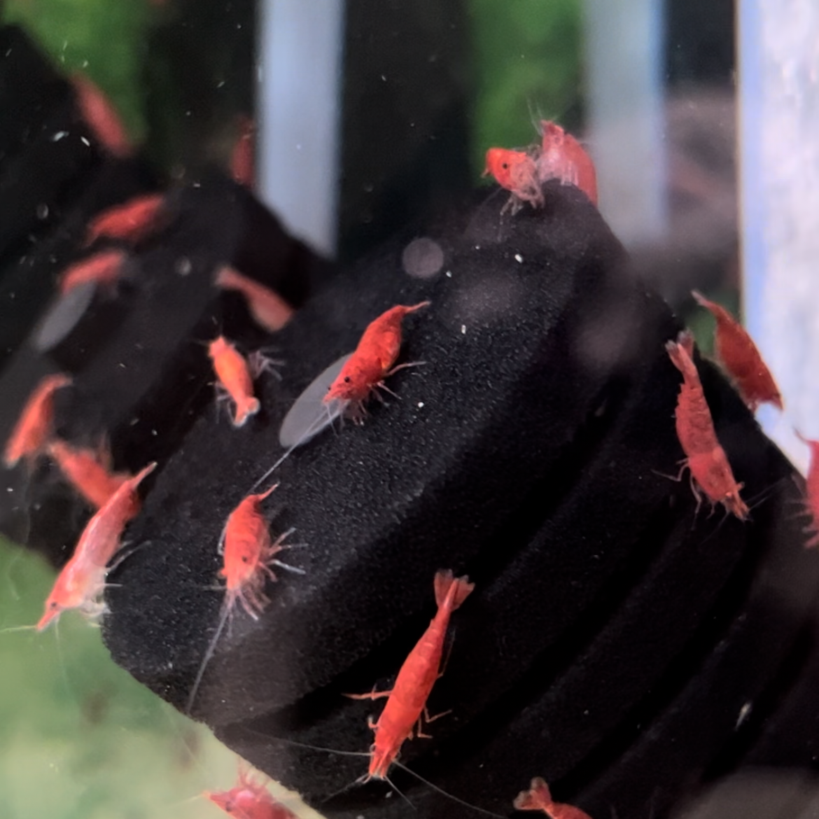 Fire Red Cherry Shrimp