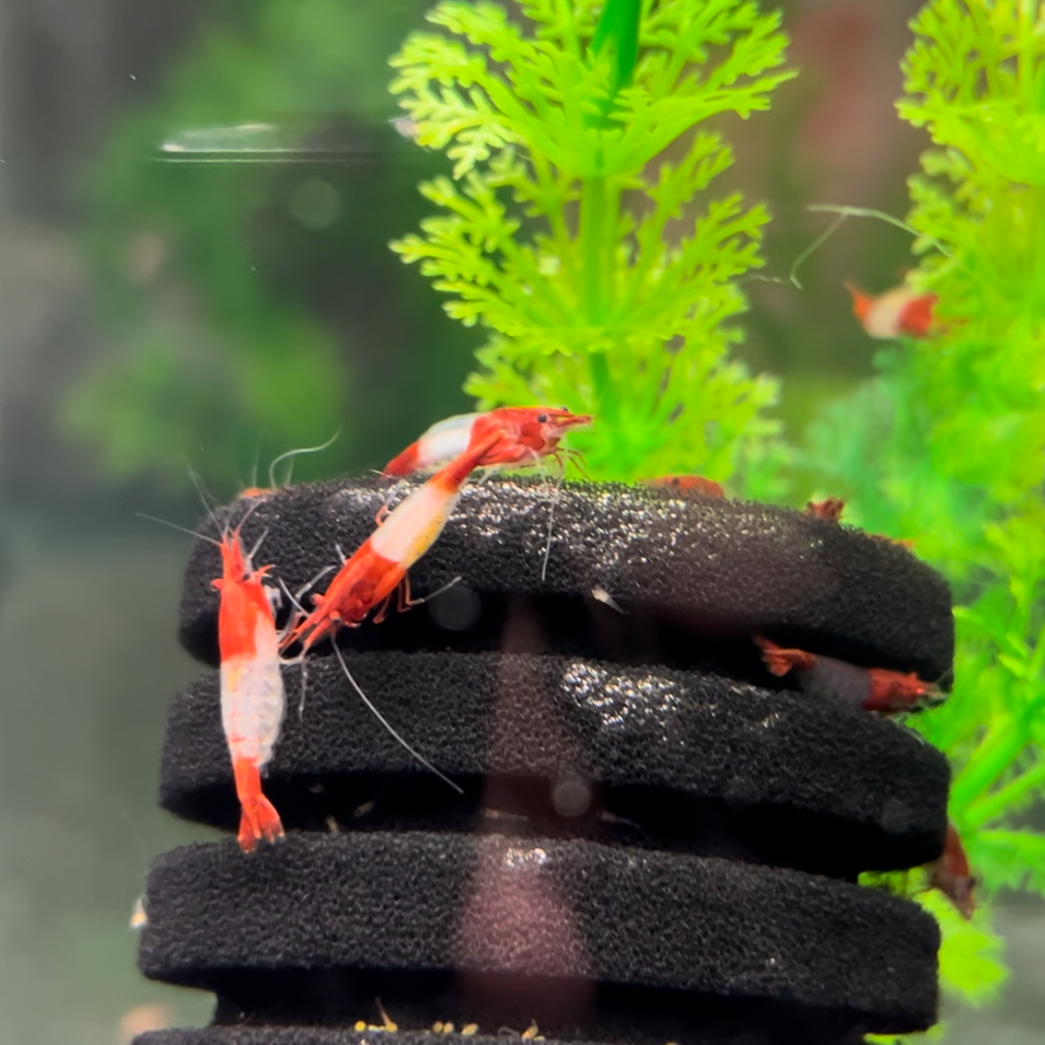Red Rili Shrimp