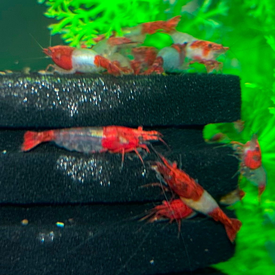 Red Rili Shrimp