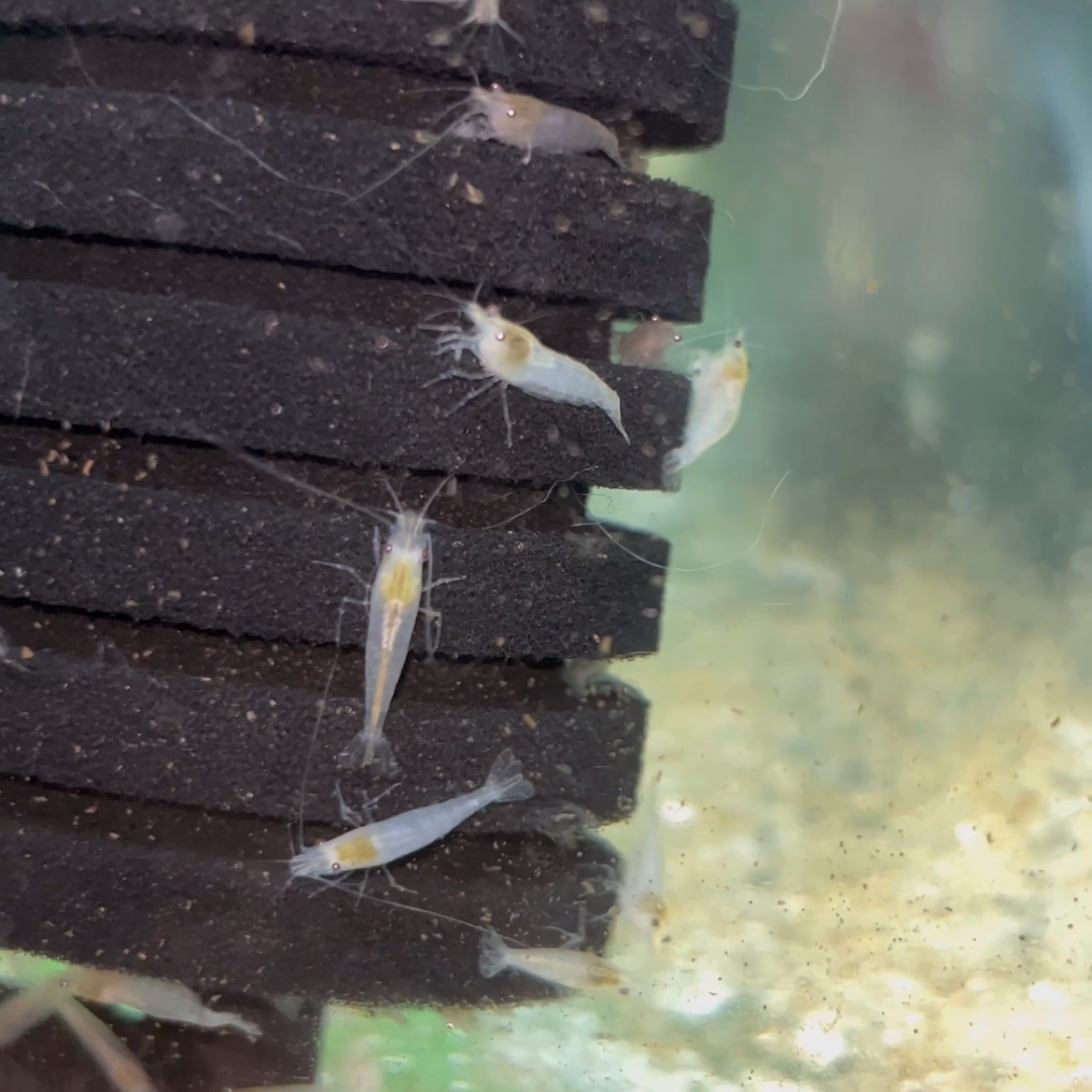 Buy stunning Snowball Shrimps