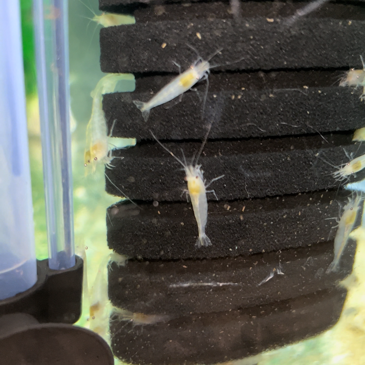 beauty of Snowball Shrimp