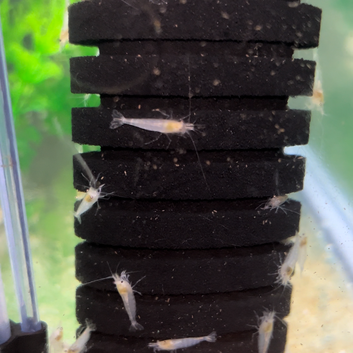 highest quality Snowball Shrimp