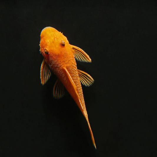 Super Red Bristlenose Pleco (Ancistrus sp.), TANK-BRED