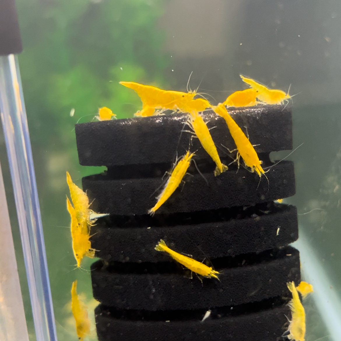Yellow Golden Back Shrimp