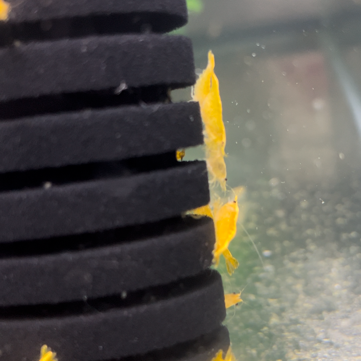Yellow Golden Back Shrimp