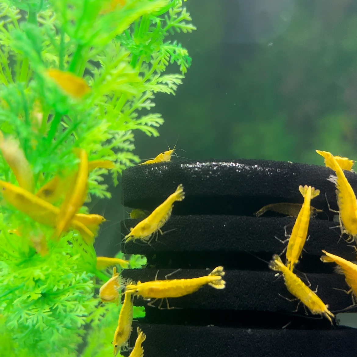 Yellow Golden Back Shrimp