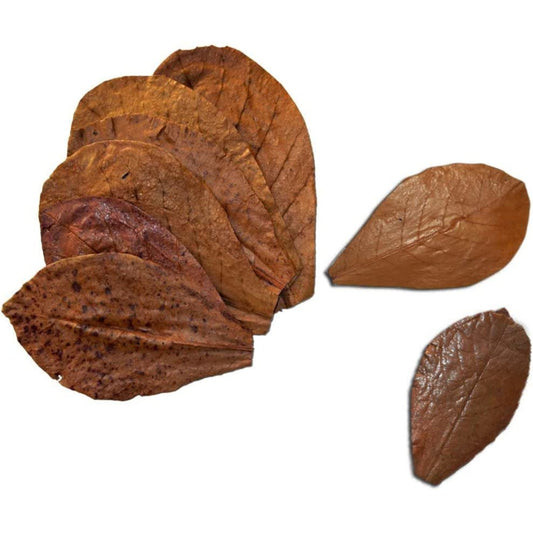 Indian Almond leaves Shrimps