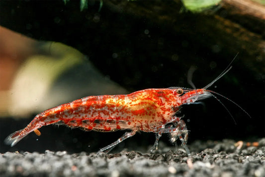 Common Mistakes to Avoid When Keeping Neocaridina Shrimp