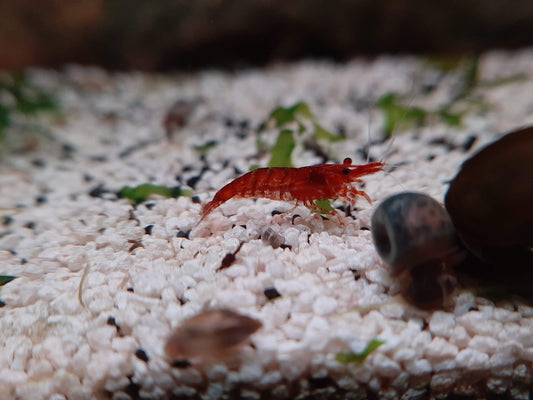 Why All Freshwater Shrimps Are Perfect for Your Tank