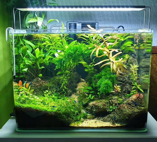 Aquascaping Neocaridina Shrimp Tanks