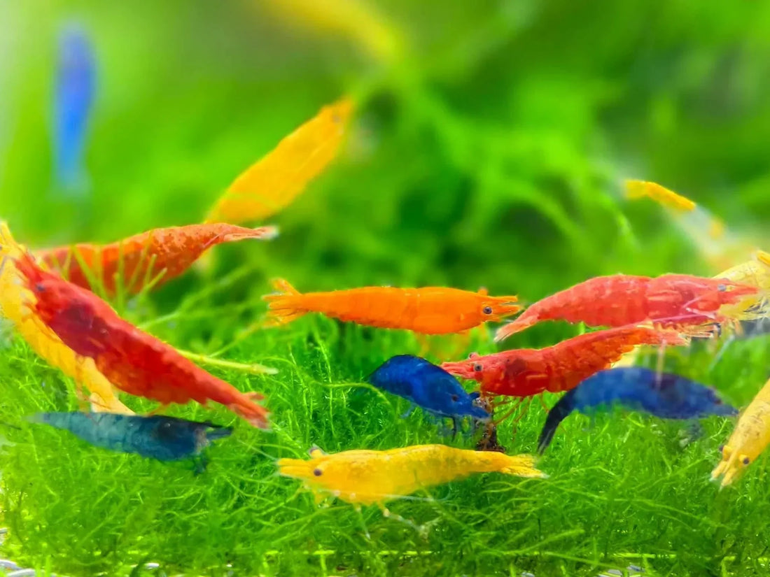 Are Neocaridina Shrimp Easy to Keep for Beginners in Aquatics?