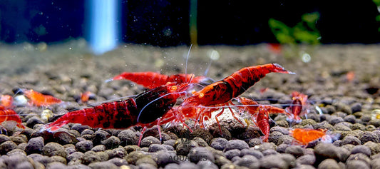 Top 5 Tips for Keeping Caridina Shrimp Healthy in Your Aquarium​
